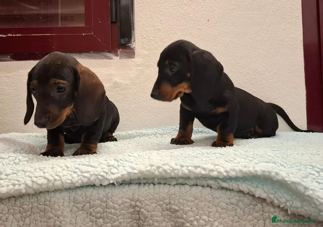Teckel perros en venta: TECKELS EXCLUSIVOS - Anuncio 11