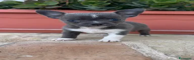 Chihuahua 1