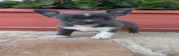 Chihuahua perros en venta: CHIHUAHUA MACHO – PEQUEÑO Y MUY ESPECIAL - Anuncio 2