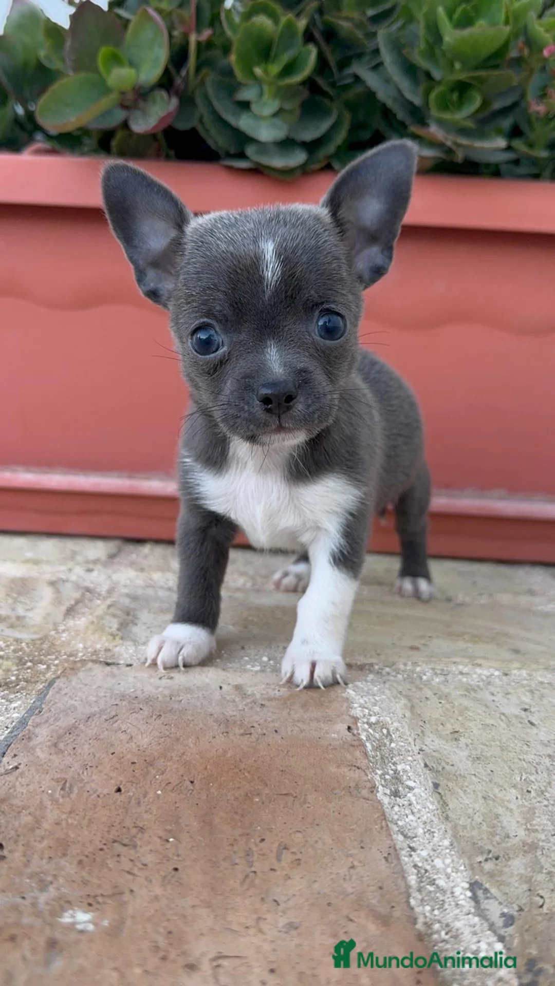 Chihuahua perros en venta: CHIHUAHUA MACHO – PEQUEÑO Y MUY ESPECIAL - Anuncio 2