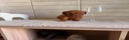 Caniche Toy perros en venta: caniche toy  - Anuncio 3