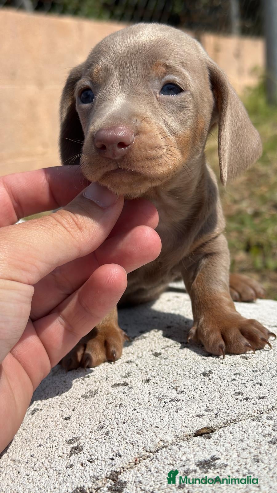 Teckel Miniatura perros TECKEL MINIATURA ISABELLA Y MERLE - Anuncio 2