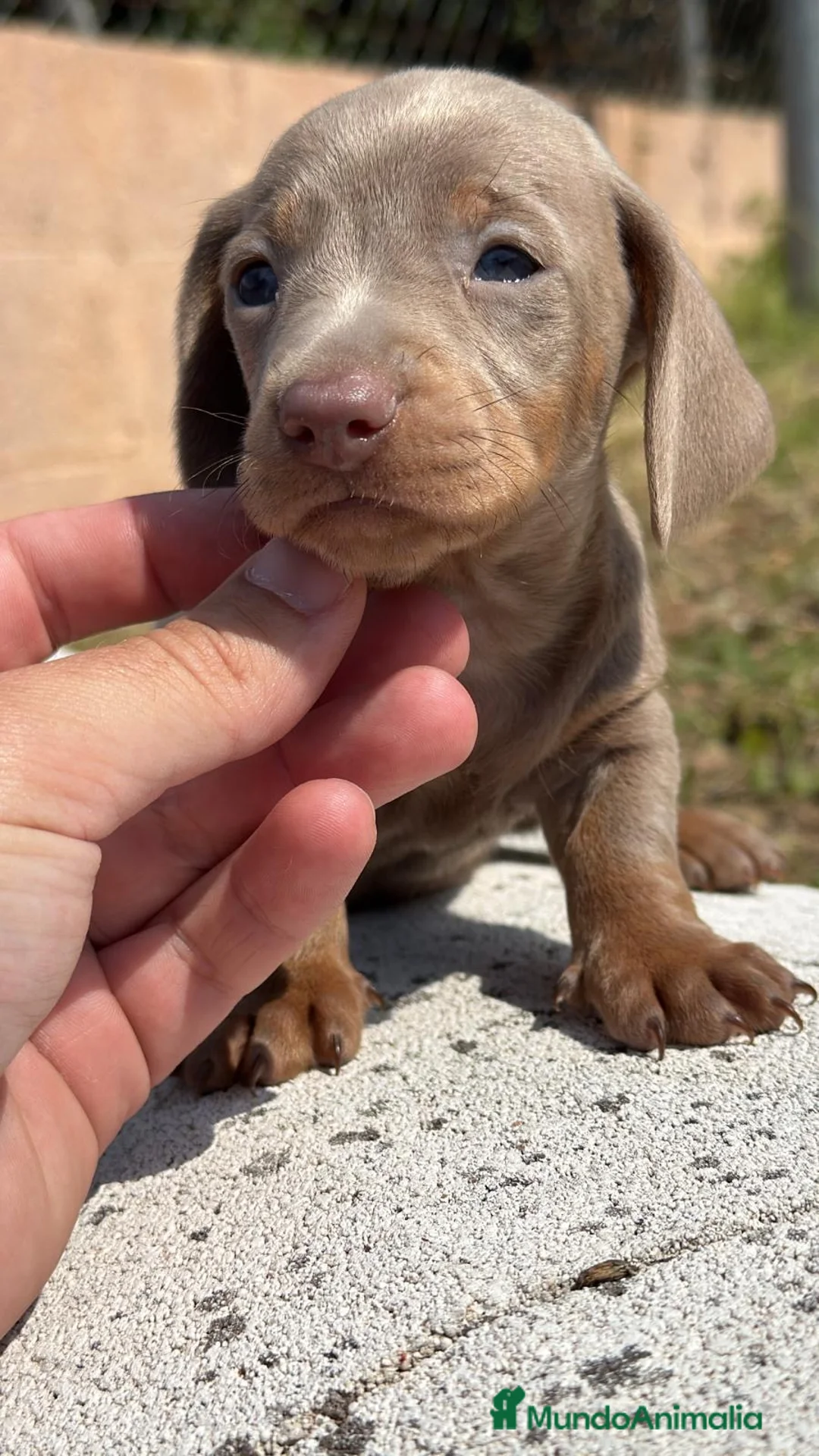 Teckel Miniatura perros en venta: TECKEL MINIATURA ISABELLA Y MERLE - Anuncio 2