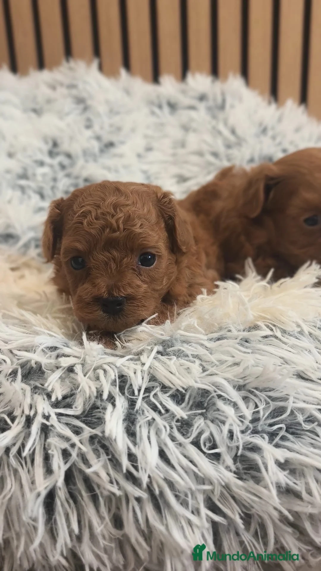 Maltipoo perros en venta: Maltipoo  - Anuncio 3