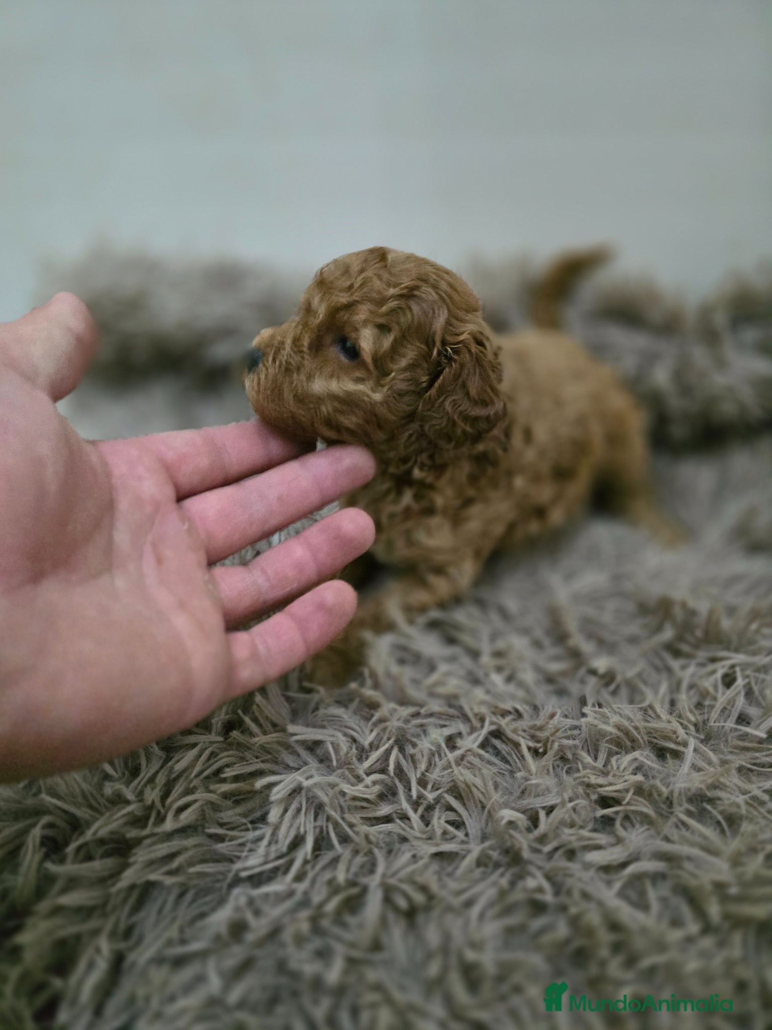 Caniche Toy perros en venta: Caniche toy macho  - Anuncio 4