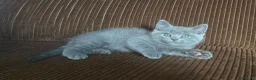 Británico de Pelo Corto Azul gatos en venta: Gatcot.com - Anuncio 4
