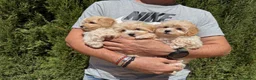 Maltipoo perros en venta: Maltipoo tres hermanitos buscan familia!! - Anuncio 6