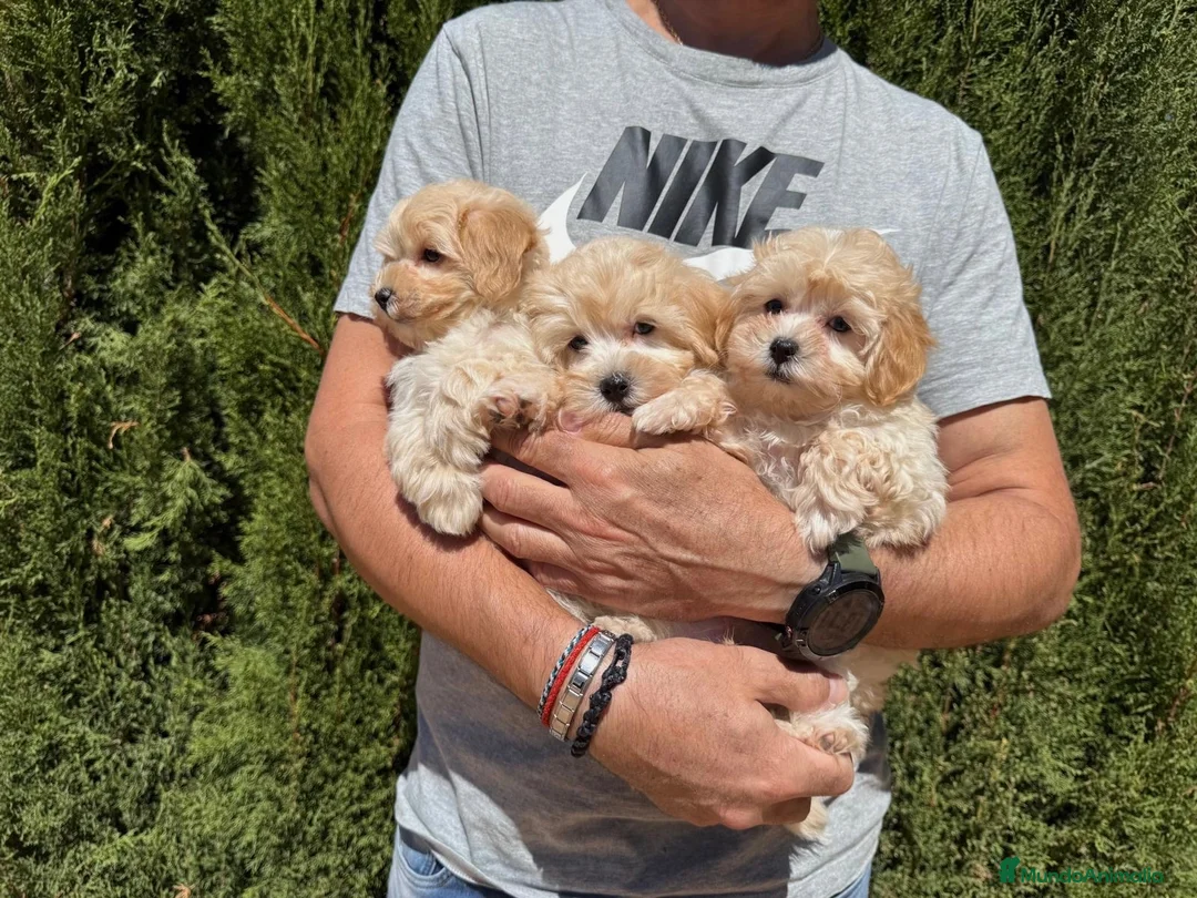 Maltipoo perros en venta: Maltipoo tres hermanitos buscan familia!! - Anuncio 6