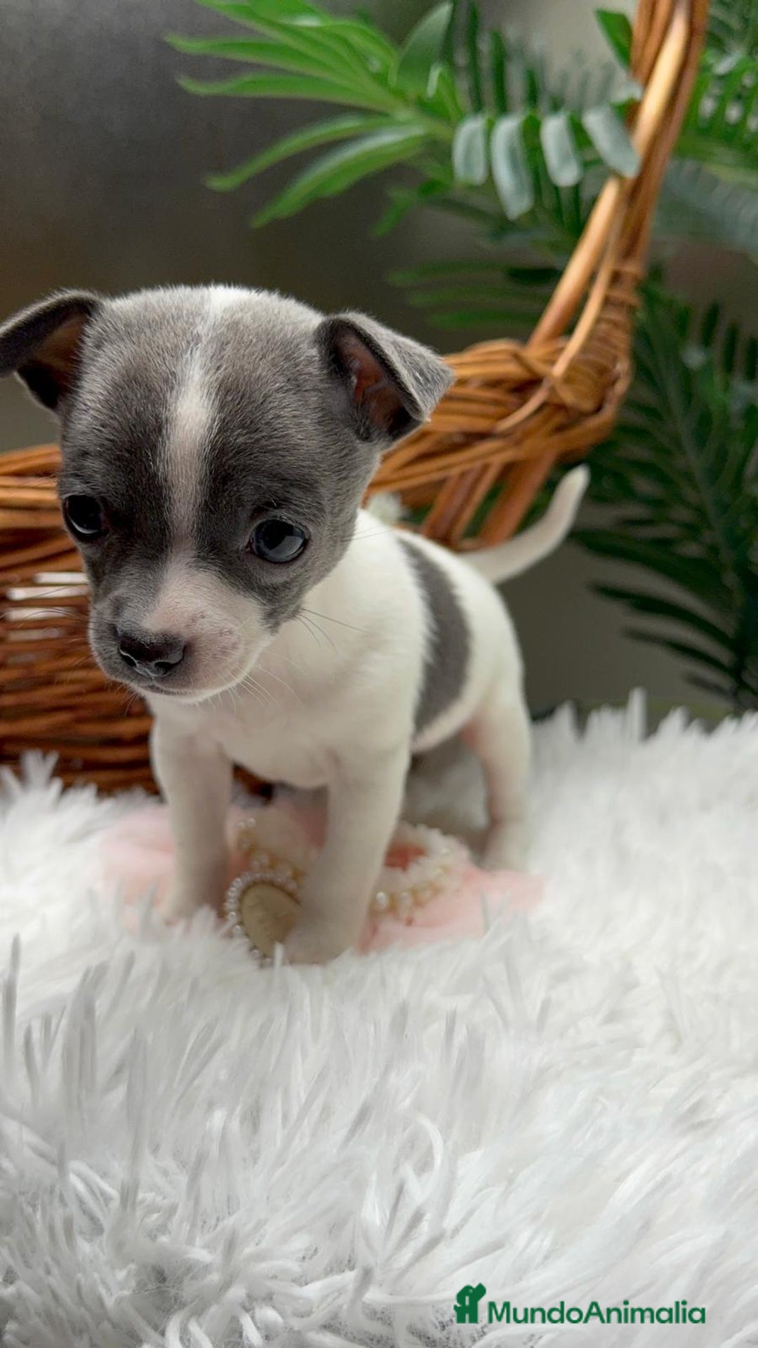 Chihuahua perros en venta: CHIHUAHUA HEMBRA - Anuncio 15