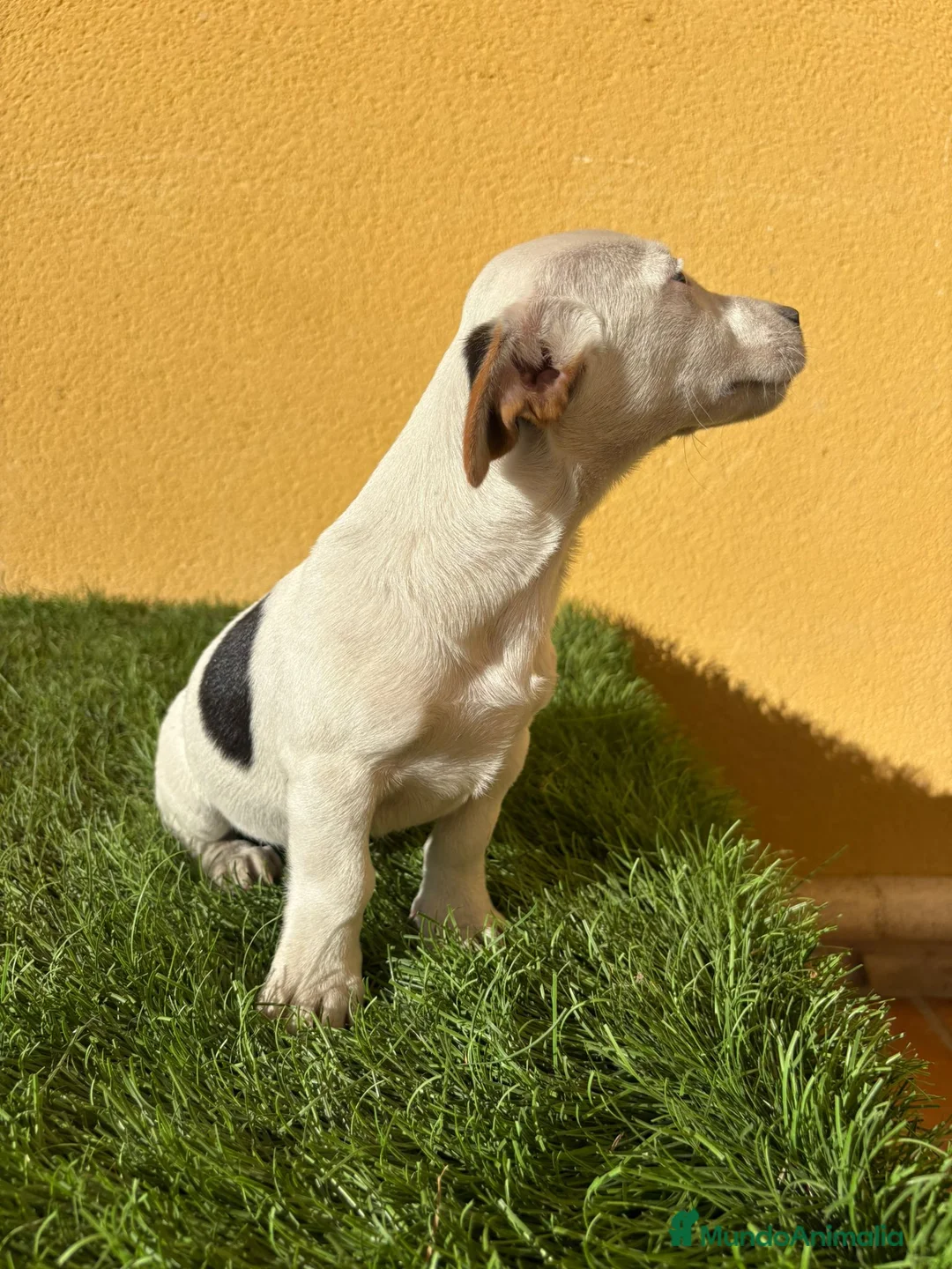 Jack Russell Terrier perros en venta: Jack Russell macho pata corta  - Anuncio 8