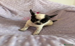 Chihuahua perros en venta: Chihuahua mini toy - Imagen 6