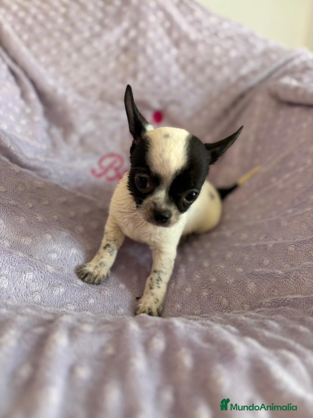Chihuahua perros en venta: Chihuahua mini toy - Imagen 6
