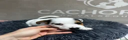 Jack Russell Terrier perros en venta: jack Russell terrier - Anuncio 6