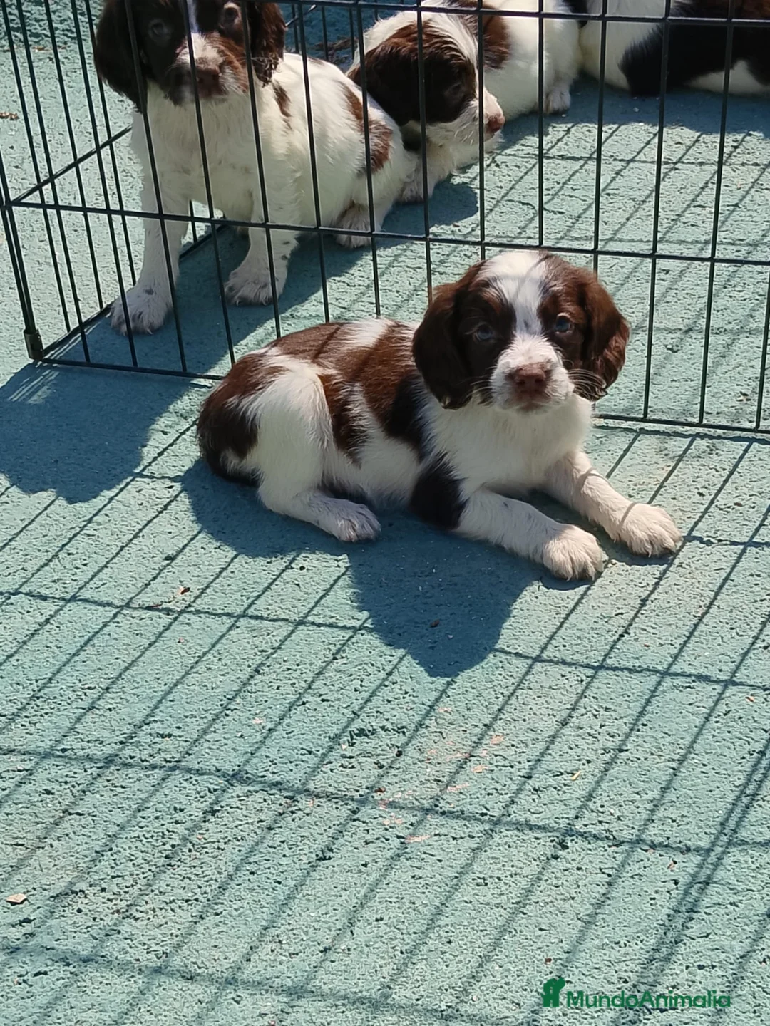 English Springer Spaniel perros en venta: Springer spaniel inglés - Anuncio 2