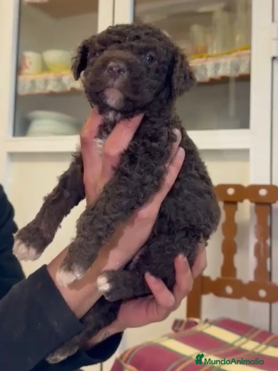 Perro de Agua Español perros Última cachorra chocolate disponible!! en Sevilla - Anuncio 1