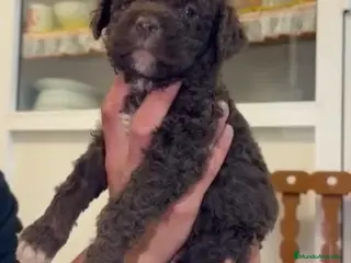 Perro de Agua Español perros Última cachorra chocolate disponible!! en Sevilla - Anuncio 1