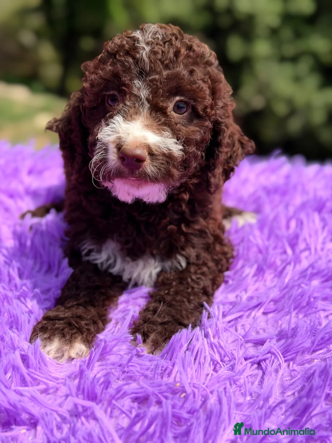 Perro de Agua Español perros en venta: Pdae chocolate hembra  - Anuncio 2
