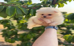 Pomerania perros en venta: Pomerania Macho  - Imagen 1