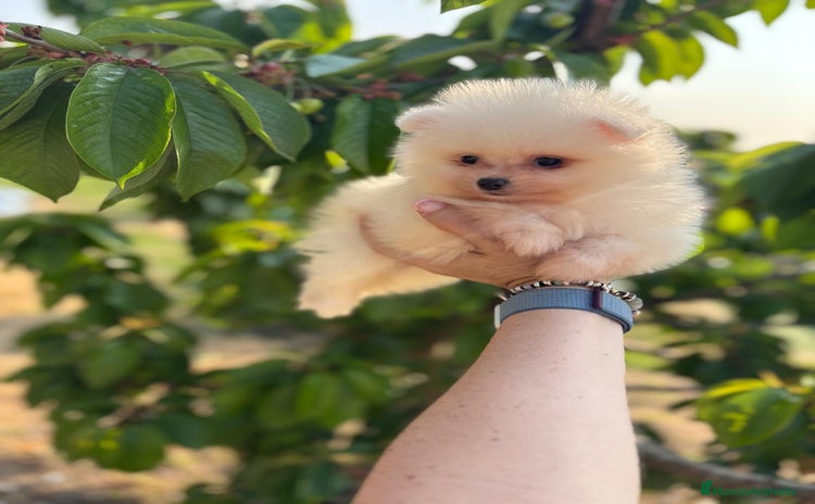 Pomerania perros - Anuncio 3