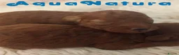 Caniche Enano perros en venta: Camada Caniche de Barbie y Can AQUANATURA - Anuncio 2