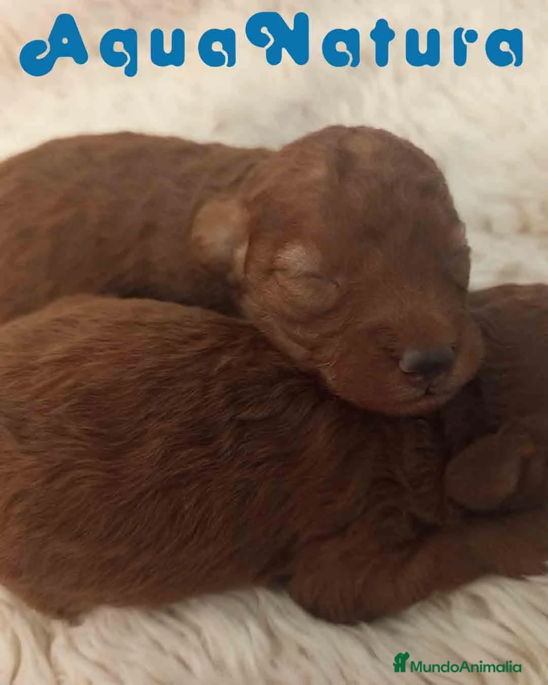 Caniche Enano perros en venta: Camada Caniche de Barbie y Can AQUANATURA - Anuncio 2