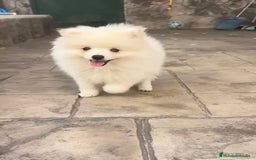 Pomerania perros en venta: Preciosos Lulu pomerania toy - Imagen 2