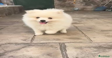 Pomerania perros - Anuncio 7