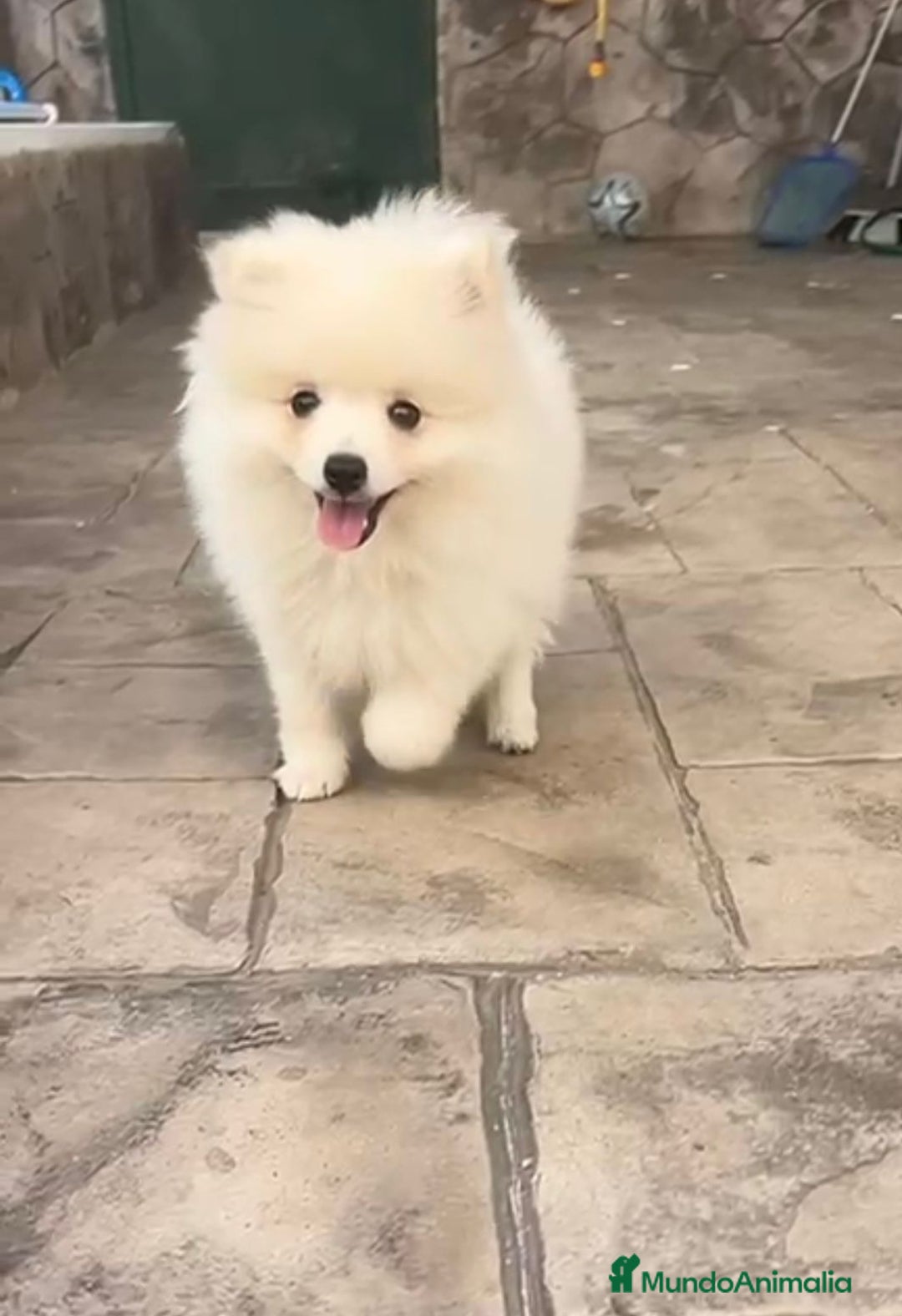 Pomerania perros en venta: Preciosos Lulu pomerania toy - Imagen 2