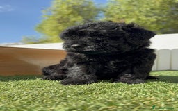 Perro de Agua Español perros en venta: PERRO DE AGUA ESPAÑOL MACHO - Imagen 18
