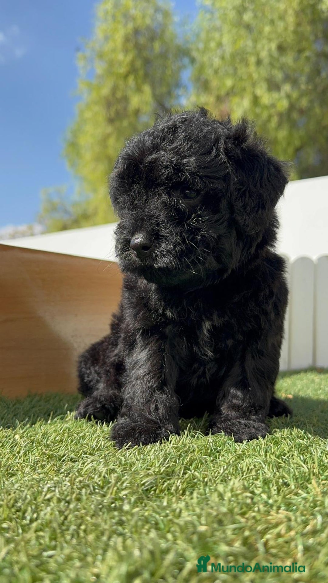 Perro de Agua Español perros en venta: PERRO DE AGUA ESPAÑOL MACHO - Imagen 18