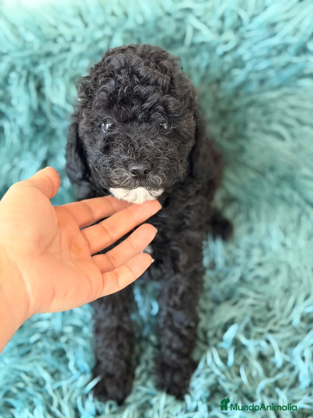 Caniche Toy perros en venta: Preciosos caniches toy💙🐾 - Anuncio 2