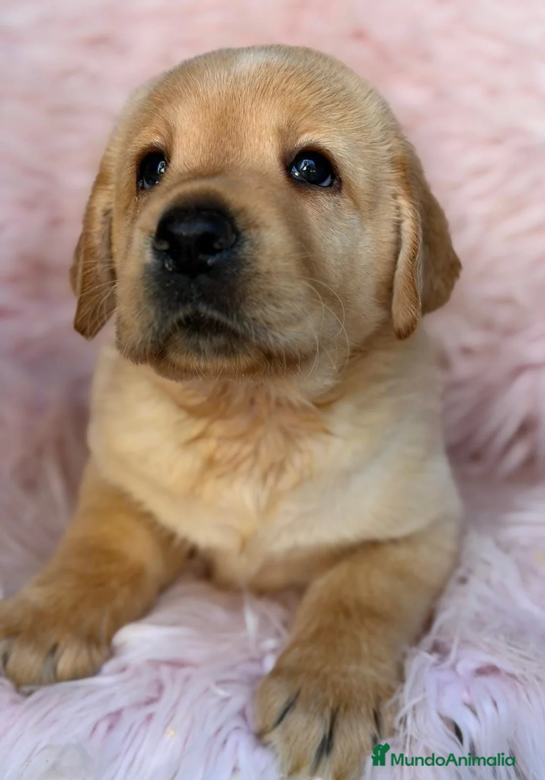 Labrador Retriever perros en venta: LABRADOR RETRIEVER  - Anuncio 2