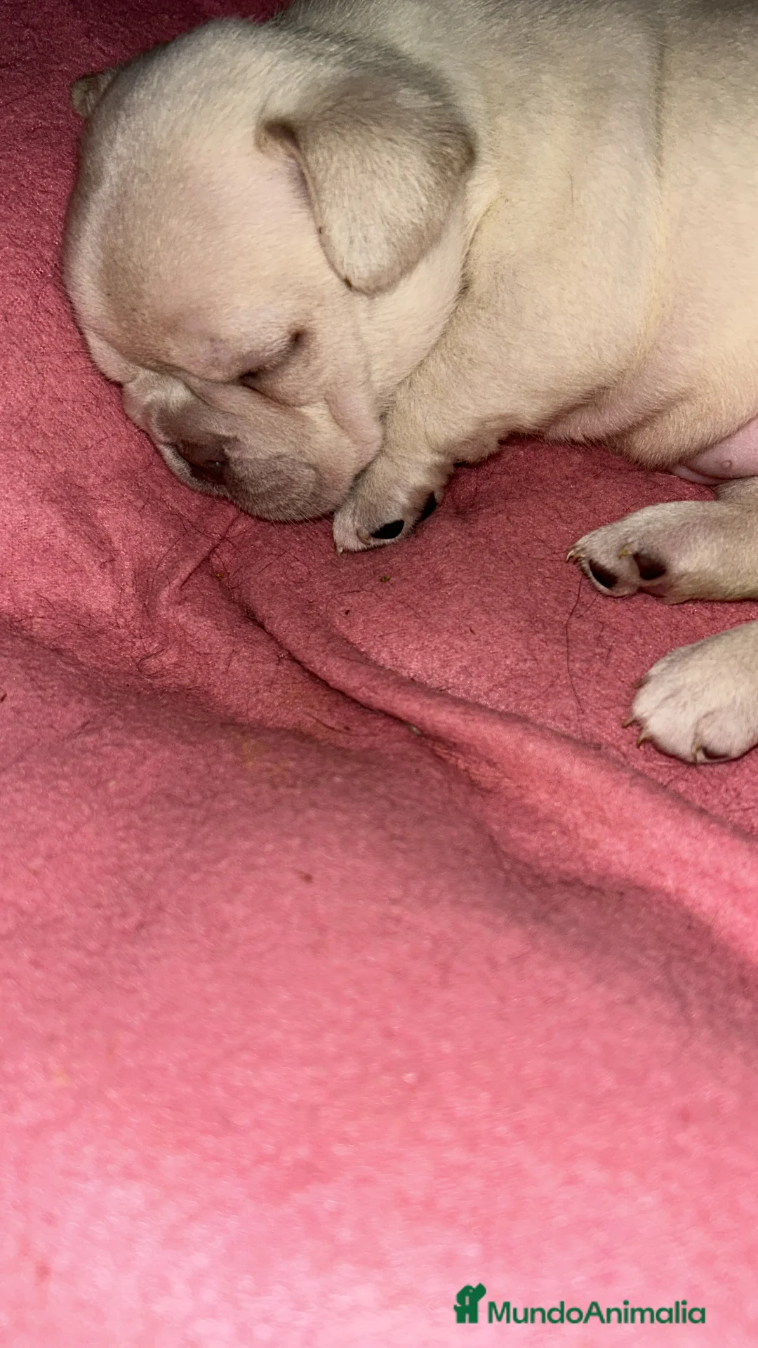 Bulldog Francés perros en venta: Bulldog francés exoticos - Anuncio 1