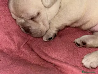 Bulldog Francés perros Bulldog francés exoticos - Anuncio 4