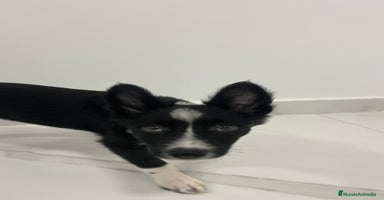 Border Collie perros - Anuncio 4