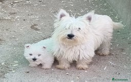 West Highland White Terrier perros en venta: Westy en Cáceres - Imagen 2