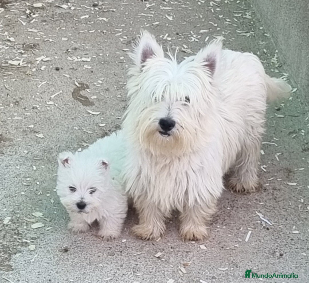 West Highland White Terrier perros en venta: Westy en Cáceres - Imagen 2
