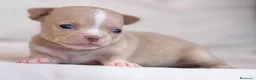 Chihuahua perros en venta: PRECIOSA HEMBRITA CHIHUAHUA CREMA  - Anuncio 3
