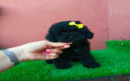 Caniche Enano perros en venta: CANICHE MINITOY NEGRO - Imagen 3