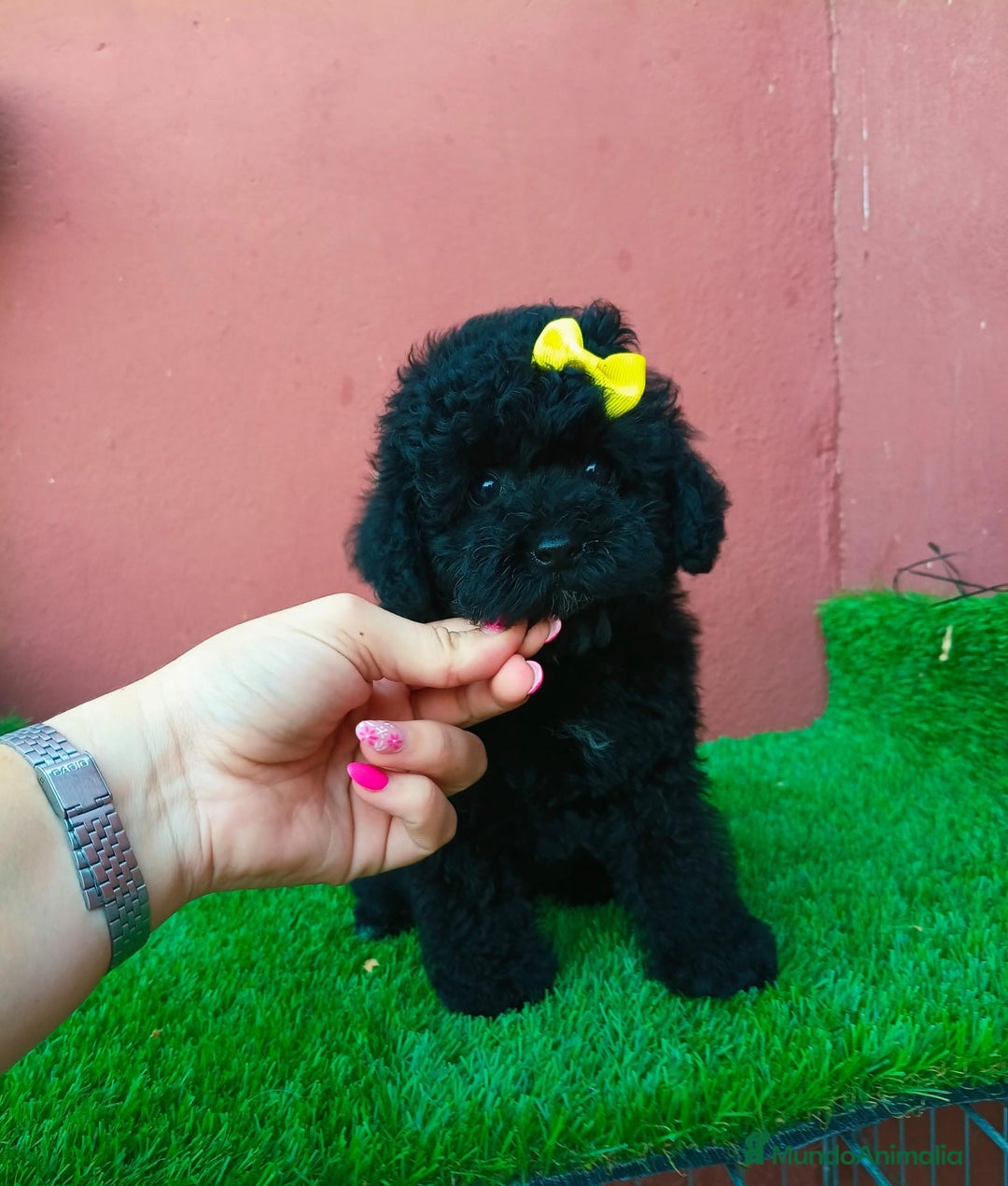 Caniche Enano perros en venta: CANICHE MINITOY NEGRO - Imagen 3