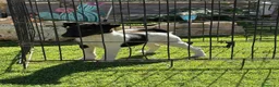 Fox Terrier de Pelo Liso perros en venta: Cachorra fox pelo liso  - Anuncio 2