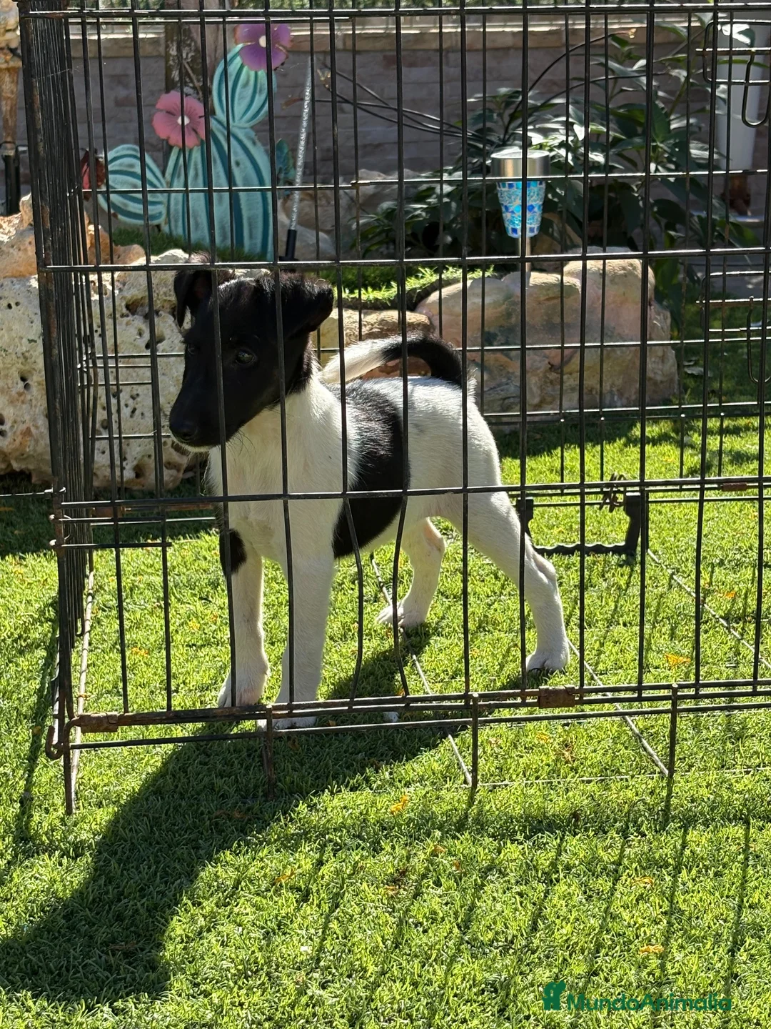 Fox Terrier de Pelo Liso perros en venta: Cachorra fox pelo liso  - Anuncio 2