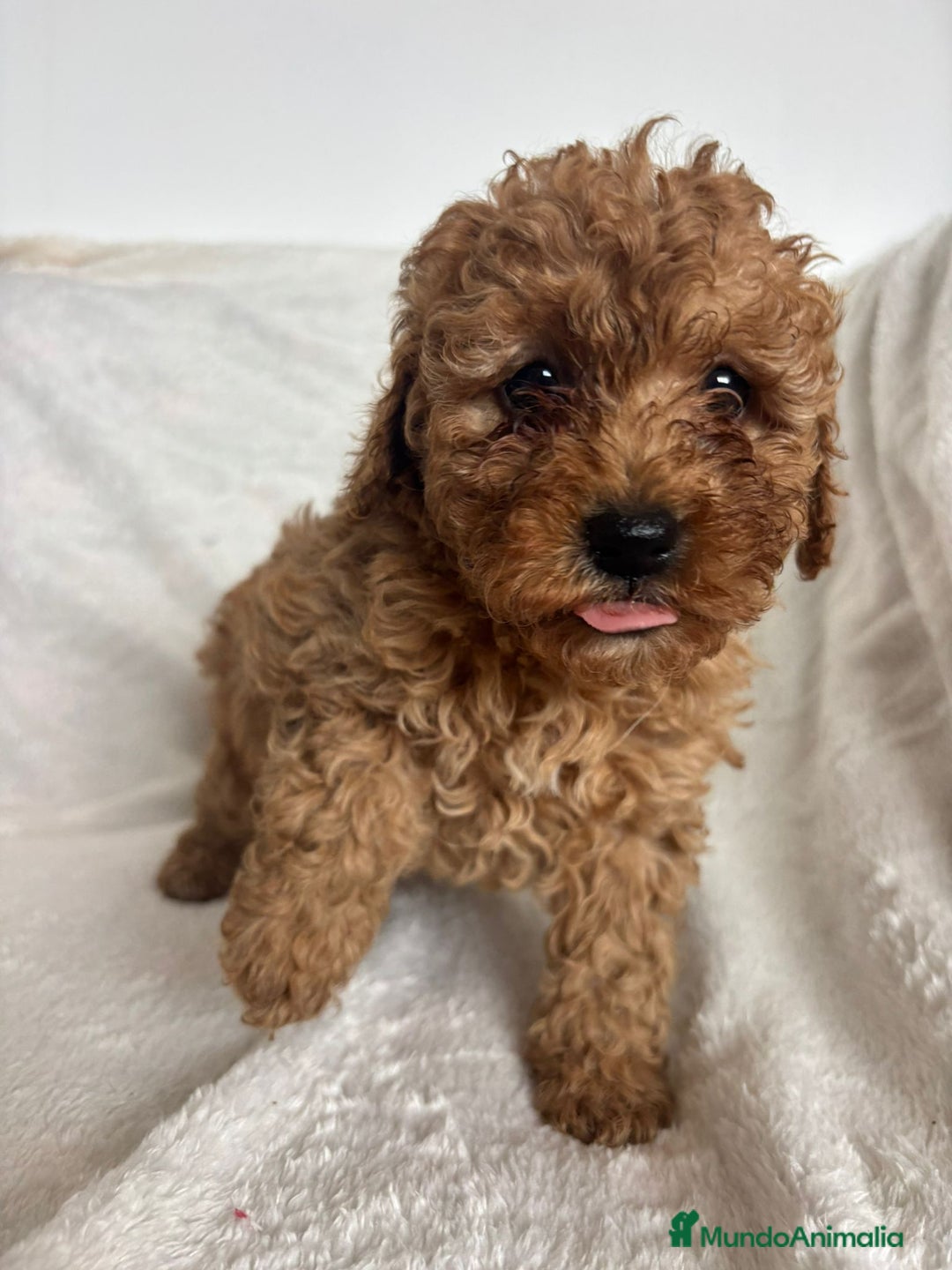 Caniche Toy perros en venta: Hembra de caniche toys  - Anuncio 3