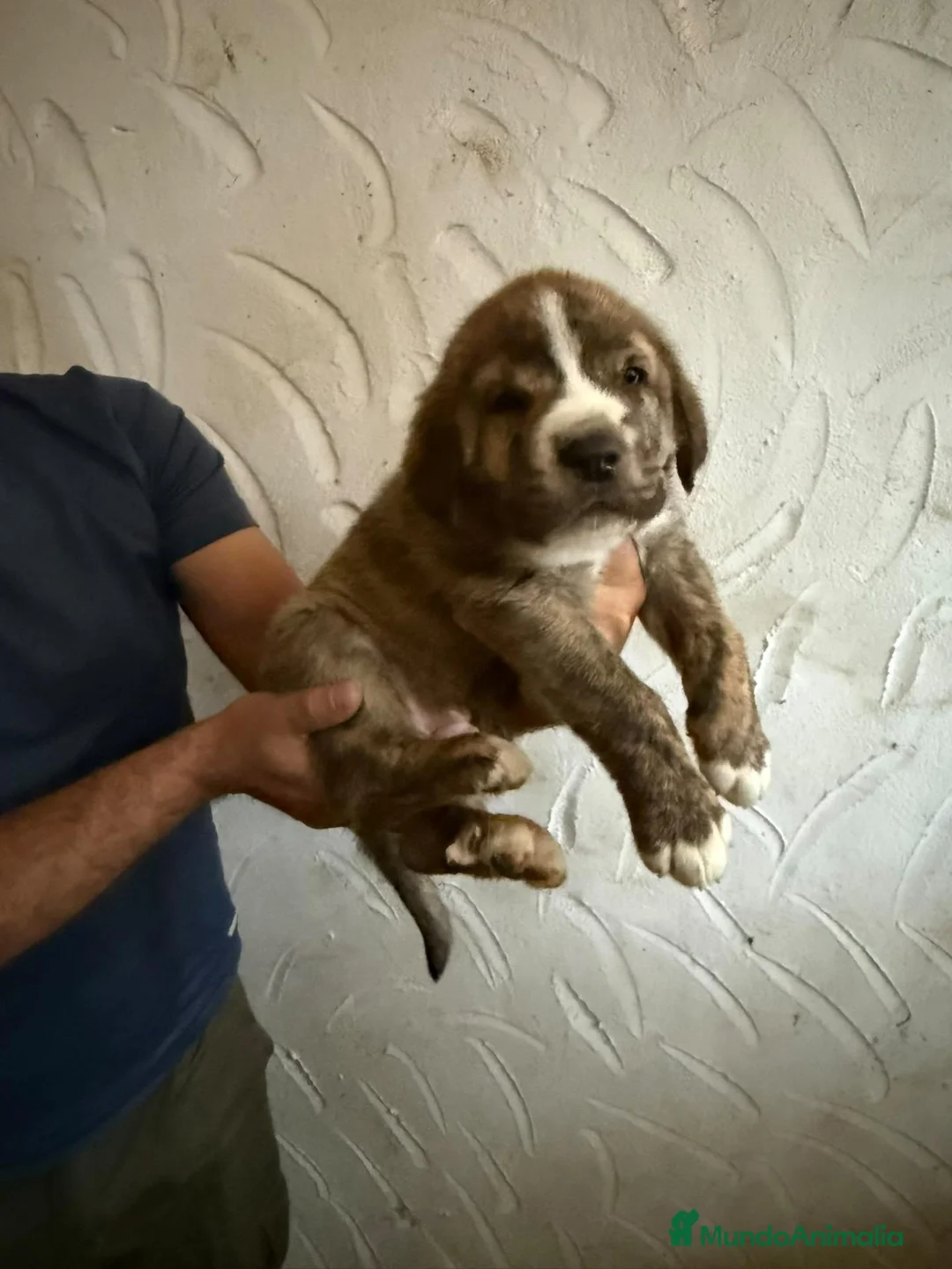 Mastín Español perros en venta: Mastín español - Anuncio 2