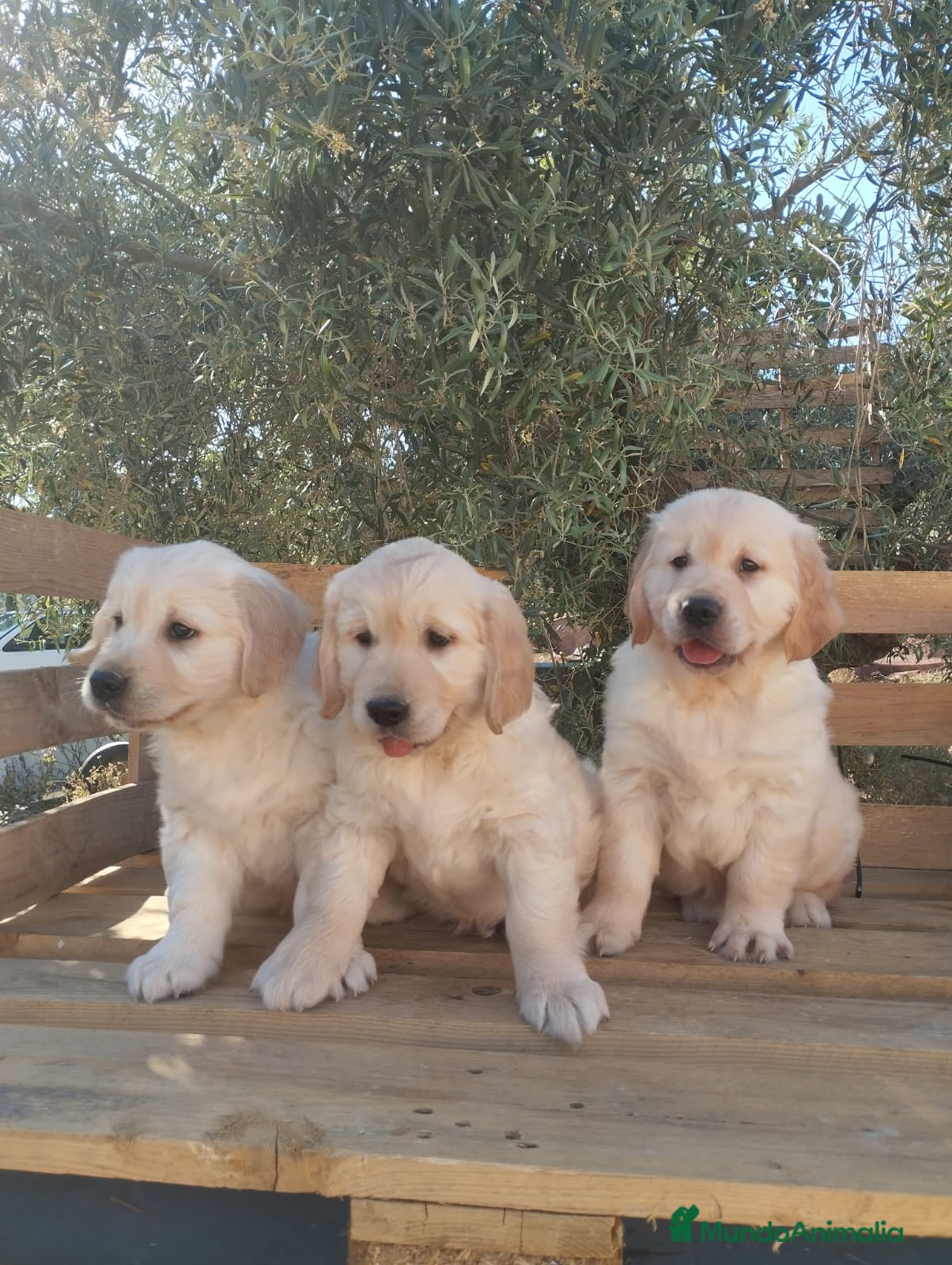 Golden Retriever perros ULTIMOS GOLDEN RETRIEVER - Anuncio 1