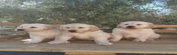 Golden Retriever perros en venta: ULTIMOS GOLDEN RETRIEVER, SUPER OFERTA. - Anuncio 1