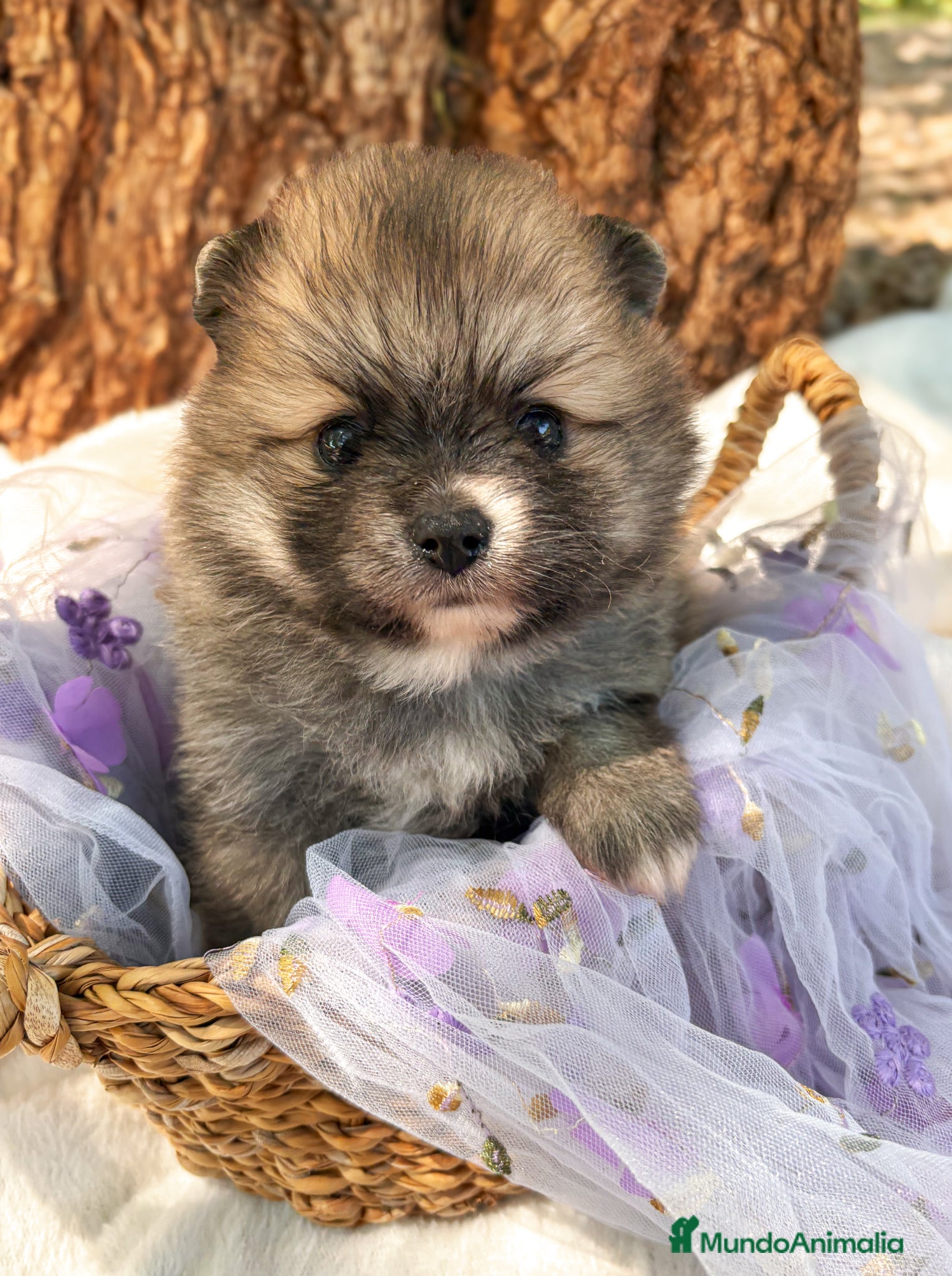 Pomerania perros en venta: Pomerania - Anuncio 5