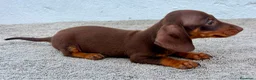 Teckel Miniatura perros en venta: Teckel chocolate kaninchen  - Anuncio 4