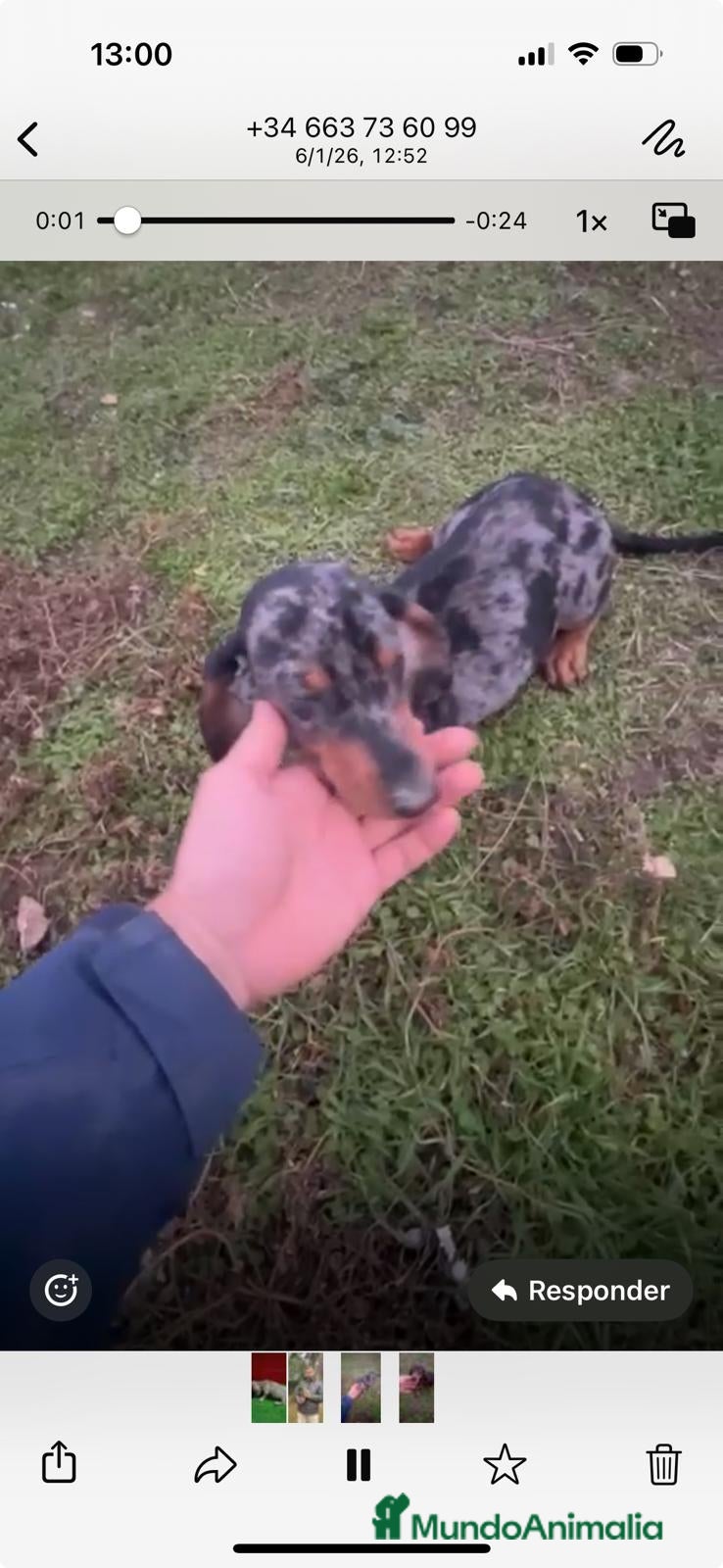 Teckel Miniatura perros Teckel macho arlequín 6 meses - Anuncio 1