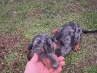 Teckel Miniatura perros Teckel macho arlequín 6 meses - Anuncio 1